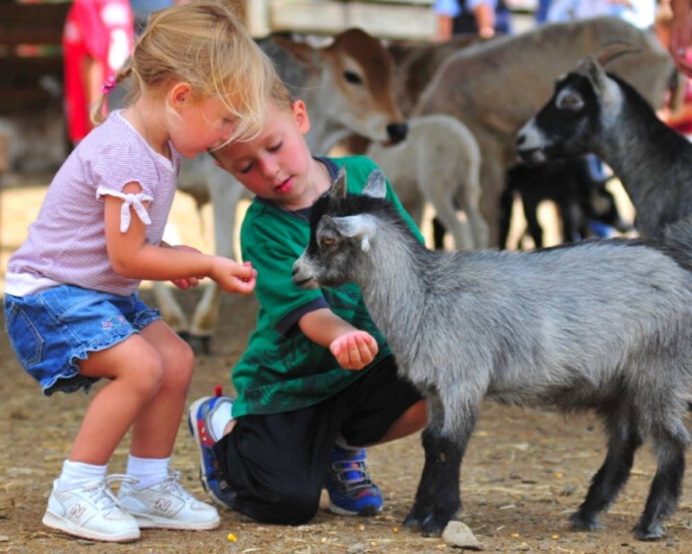 Kids feeding a goat at KidzFest