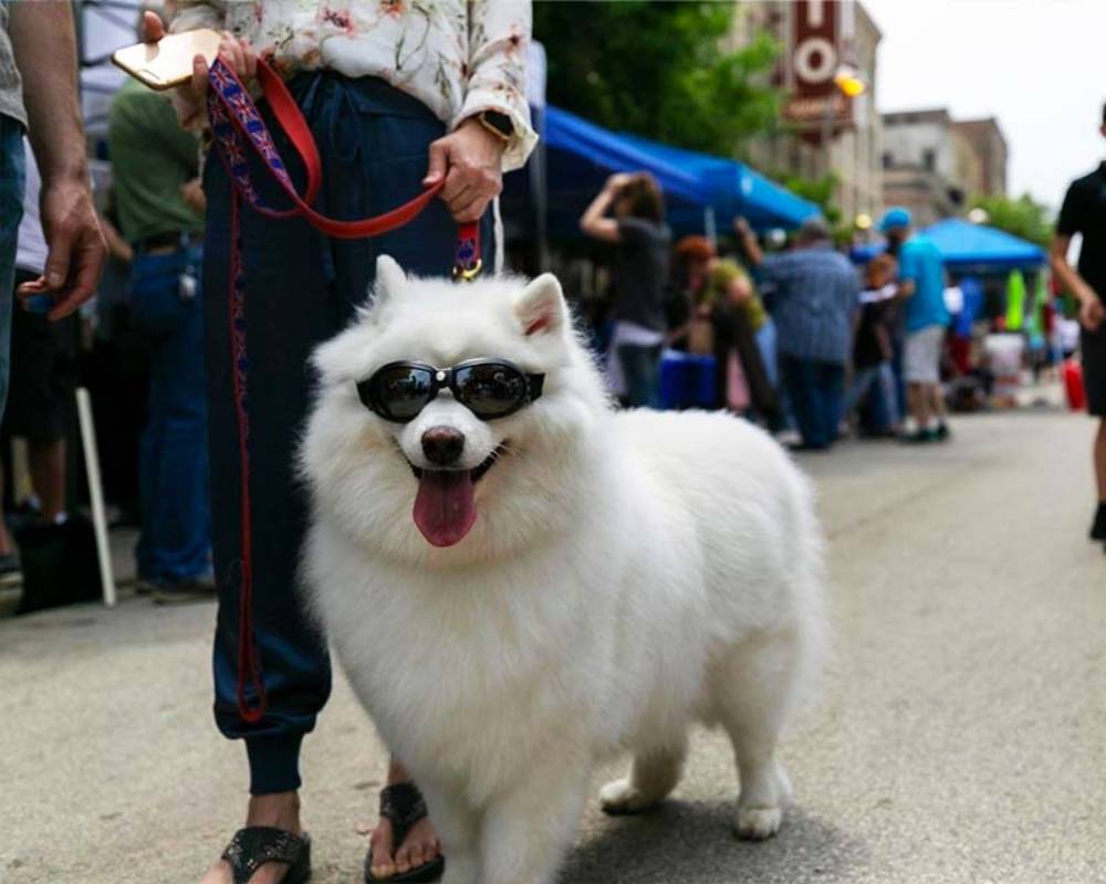 Cool dog wearing sunglasses