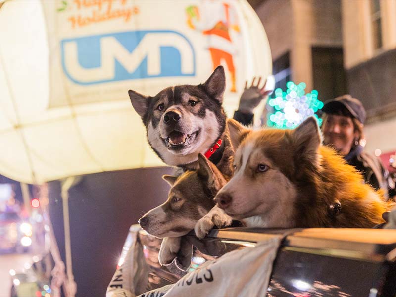 Husky dogs in parade